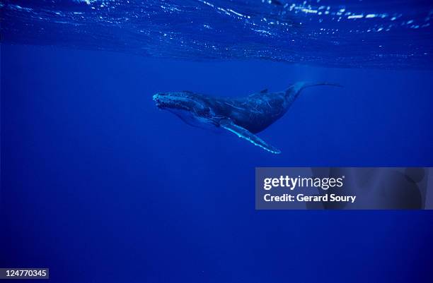 humpback whale,megaptera novaeangliae, juvenile, rurutu island,polynesia - whale isolated stock pictures, royalty-free photos & images