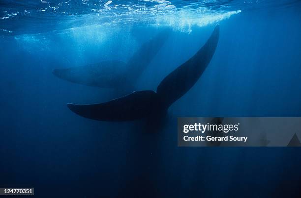 southern right whale, eubalaena australis, adult,peninsula valdes - セミクジラ科 ストックフォトと画像