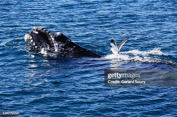 southern right whale, eubalaena australis, juvenile,peninsula valdes - southern right whale stock pictures, royalty-free photos & images
