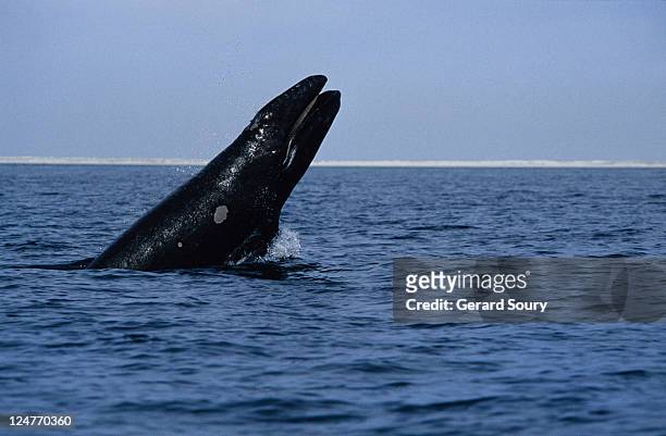 gray whale, eschrichtius robustus, juvenile breaching, magdelena bay - eschrichtiidae stock pictures, royalty-free photos & images