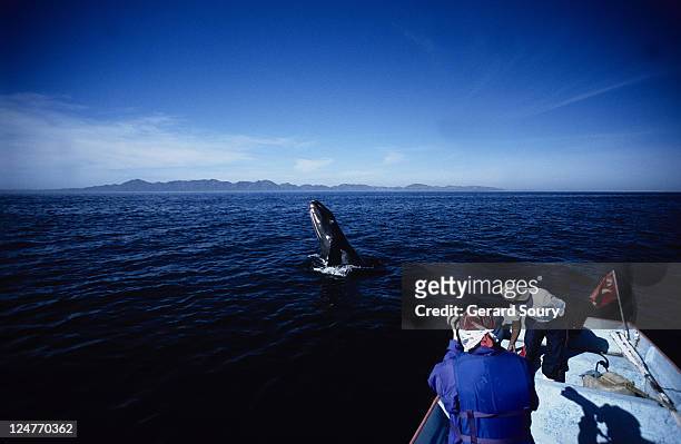grey whale, eschrichtius robustus, juvenile breaching, magdelena bay - eschrichtiidae stock pictures, royalty-free photos & images
