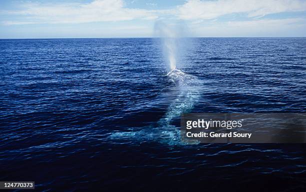 grey whale, eschrichtius robustus, breathing, magdalena bay, baja calif - eschrichtiidae stock pictures, royalty-free photos & images