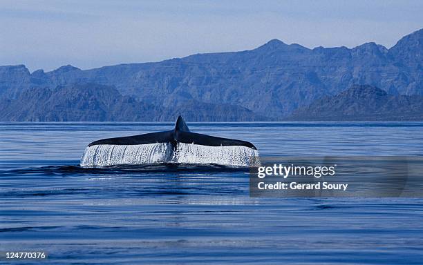 blue whale, balaenoptera musculus, raising flukes, sea of cortez - blauwal stock-fotos und bilder