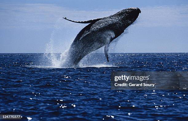 humpback whale, megaptera novaeangliae, breaching, sea of cortez - whale jumping stock pictures, royalty-free photos & images