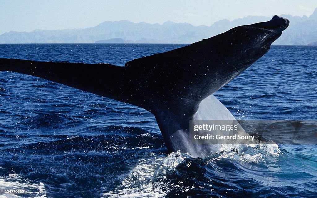 Blue whale, balaenoptera musculus, flukes, sea of cortez, baja california, mexico