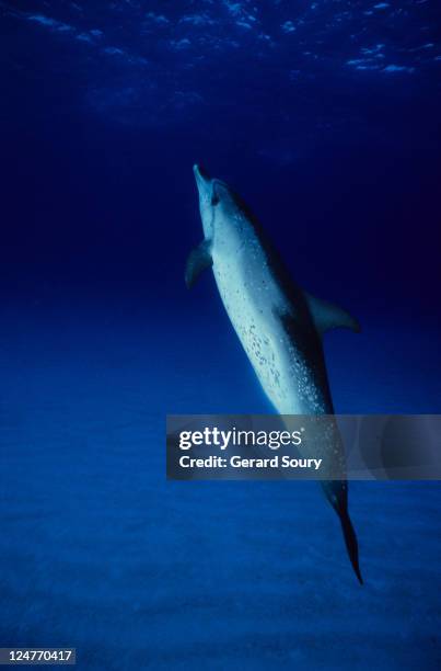 atlantic spotted dolphin, stenella frontalis, upright, bahamas, caribbean - atlantic spotted dolphin stock pictures, royalty-free photos & images