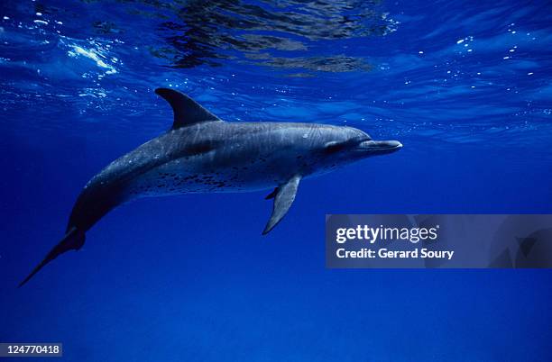 atlantic spotted dolphin, stenella frontalis, underwater, bahamas - atlantic spotted dolphin stock pictures, royalty-free photos & images