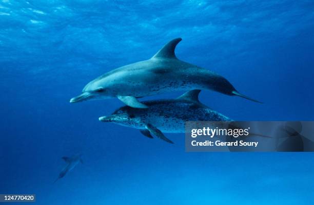 atlantic spotted dolphins,stenella frontalis, bahamas, caribbean - atlantic spotted dolphin stock pictures, royalty-free photos & images