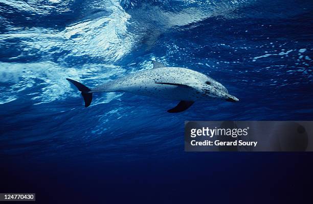 atlantic spotted dolphin,stenella frontalis, swimming, bahamas - atlantic spotted dolphin stock pictures, royalty-free photos & images