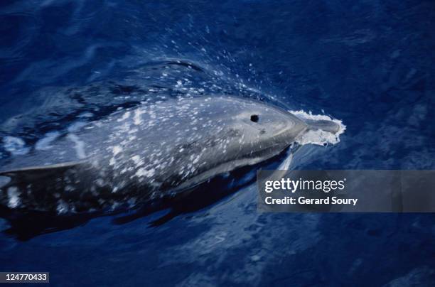 striped dolphins, stenella coeruleoalba, porpoising,south of nice,france - dolphin and its blowhole stock pictures, royalty-free photos & images