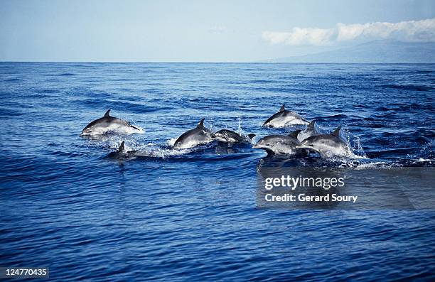 atlantic spotted dolphin,stenella frontalis, porpoising, azores, portugal - dolphin stock pictures, royalty-free photos & images