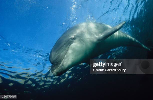 bottlenose dolphin, tursiops truncatus, pointe du raz, bretagne, france - atlantikküste frankreich stock-fotos und bilder