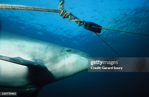 bottlenose dolphin,tursiops truncatus,under surface,pointe du raz,france - dolphin stockfoto's en -beelden