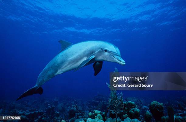 bottlenose dolphin,tursiops truncatus,underwater,providenciales - tursiope foto e immagini stock