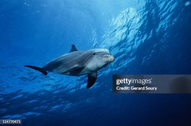 bottlenose dolphin,tursiops truncatus,underwater,providenciales - delfine stock-fotos und bilder