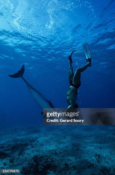 bottlenose dolphin,tursiops truncatus,with diver,providenciales - providenciales stockfoto's en -beelden