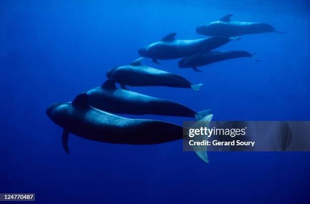 short-finned pilot whales, globicephala macrorhynchus, tenerife, spain - kurzflossen grindwal stock-fotos und bilder