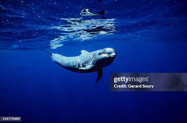 short-finned pilot whales, globicephala macrorhynchus, tenerife, spain - cetacea stock-fotos und bilder