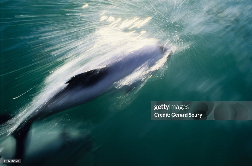 Hector's dolphin, cephalorhynchus hectori, porpoising, new zealand