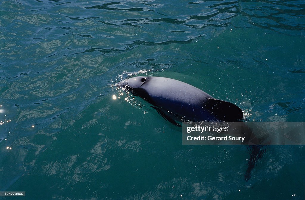 Hector's dolphins, cephalorhynchus hectori, blowhole, new zealand