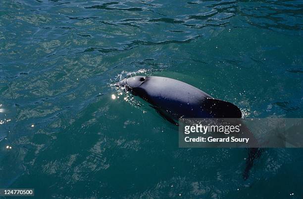 hector's dolphins, cephalorhynchus hectori, blowhole, new zealand - dolphin and its blowhole stock pictures, royalty-free photos & images