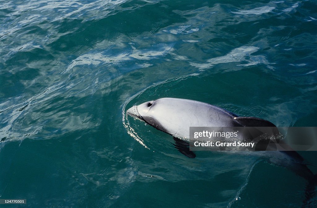 Hector's dolphin, cephalorhynchus hectori, blowhole, new zealand