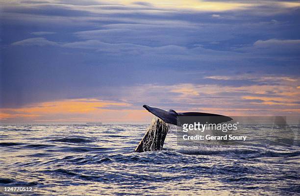 sperm whale, physeter catodon, raising flukes, south island, new zealand - kaikoura stock-fotos und bilder