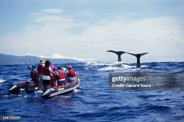 sperm whale, physeter catodon, about to dive, azores, portugal - pico azores imagens e fotografias de stock