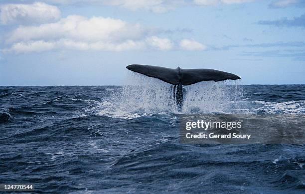 sperm whale,physeter macrocephalus, about to dive, azores, portugal - ballena cachalote fotografías e imágenes de stock