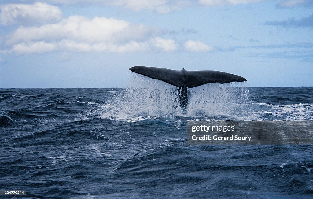 Sperm whale,physeter macrocephalus, about to dive, azores, portugal