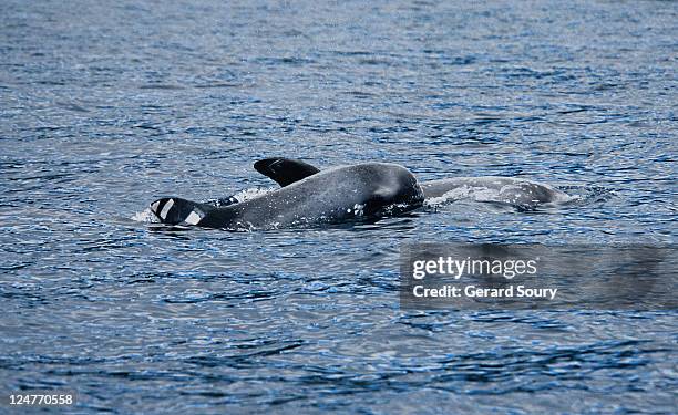 Gramus Grampus Griseus Photos and Premium High Res Pictures - Getty Images