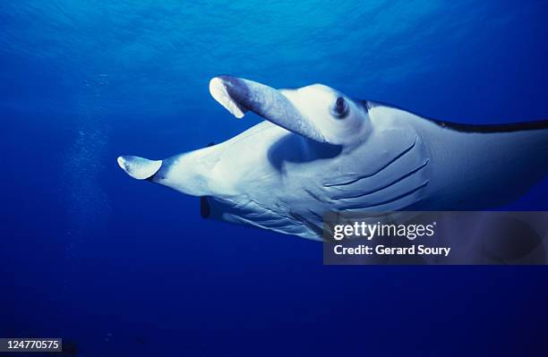 manta ray, manta birostris, underwater, rangiroa, tuamotu, polynesia - branchia foto e immagini stock