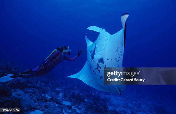 manta ray, manta birostris, with diver, rangiroa, tuamotu, polynesia - tuamotu islands stock pictures, royalty-free photos & images