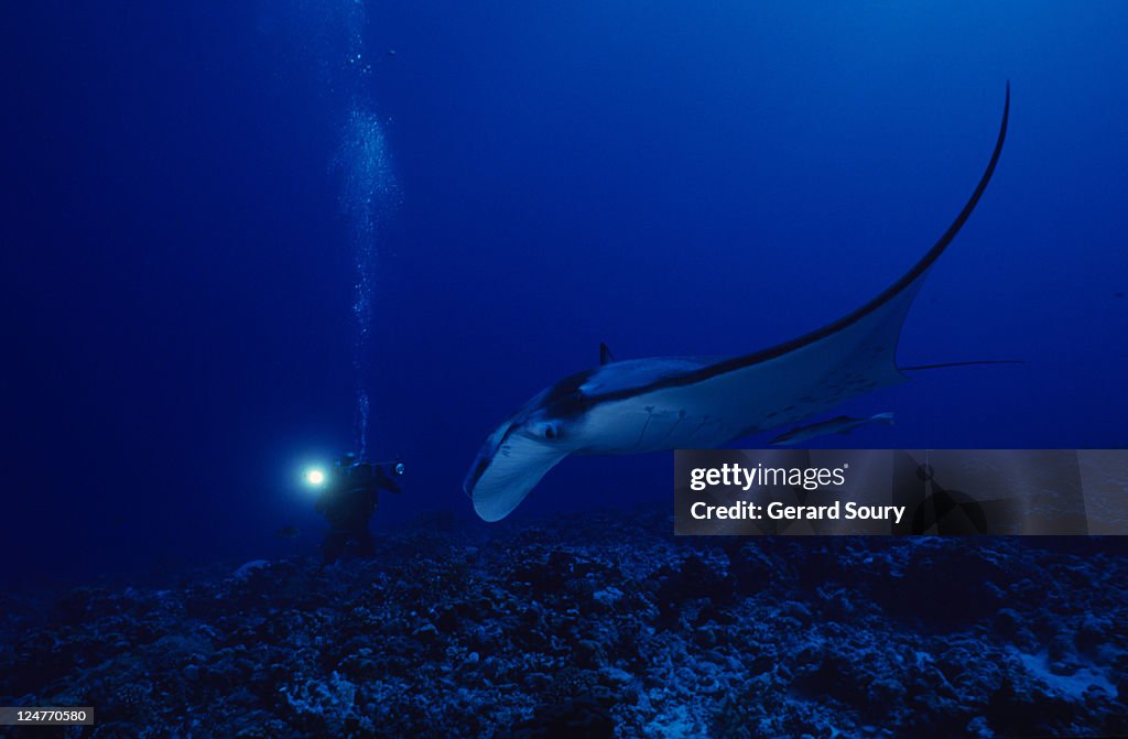 Manta ray, manta birostris, with diver, rangiroa, tuamotu, polynesia