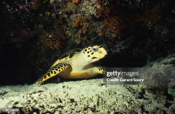 hawksbill turtle,eretmochelys imbricata, underwater, ari atoll, maldives - ari atoll stock-fotos und bilder