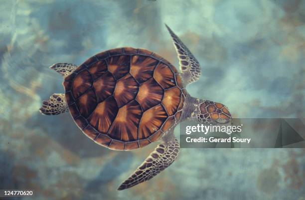 green turtle,chelonia mydas, java, indonesia, indian ocean - tortoise stock pictures, royalty-free photos & images