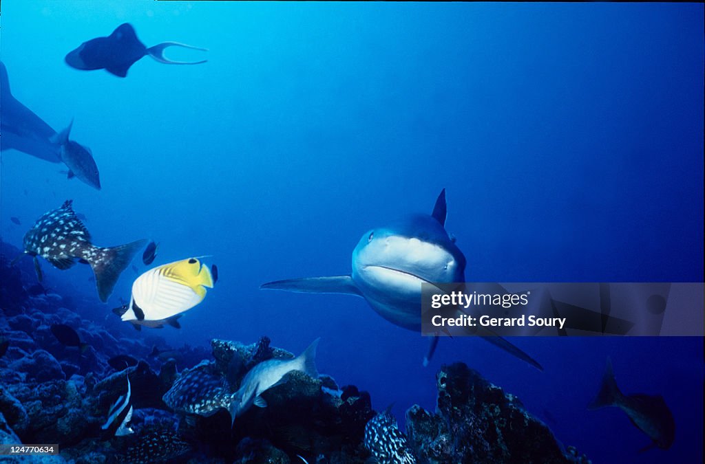 Silvertip shark, carcharhinus albimarginatus, swimming, polynesia