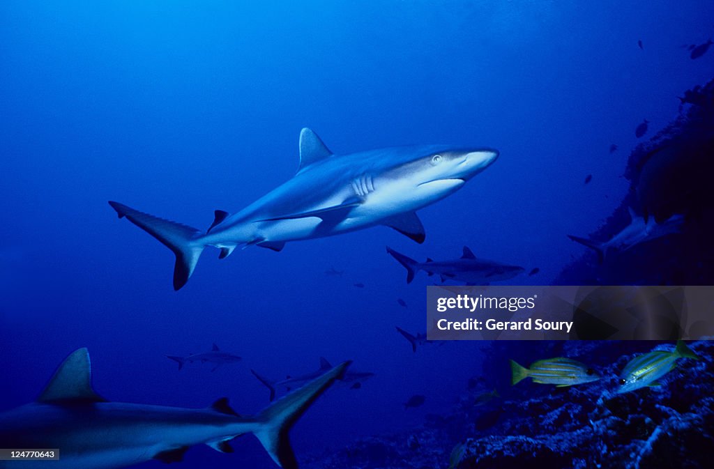 Dagsit shark,carcharhinus amblyrhynchos, swimming, polynesia