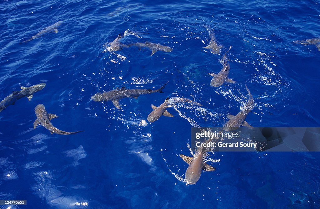 Blacktip reef sharks,carcharhinus melanopterus, swimming, polynesia