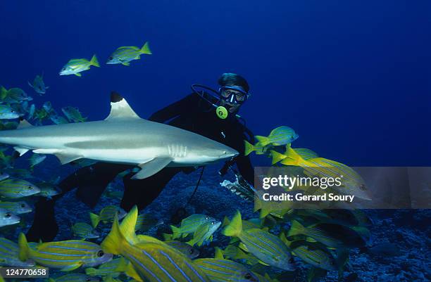 blacktip reef sharks,carcharhinus melanopterus, with diver, polynesia - モーレア ストックフォトと画像