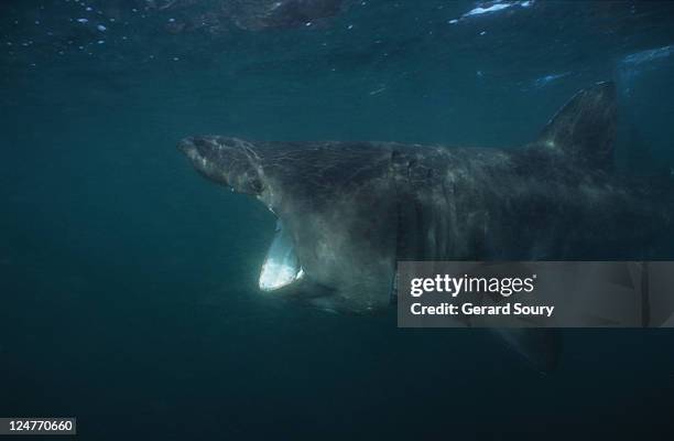 basking shark,cetorhinus maximus, feeding on plankton, cornwall, uk - basking shark 個照片及圖片檔