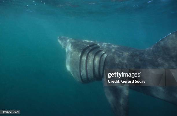 basking shark,cetorhinus maximus, feeding on plankton, cornwall, uk - basking shark foto e immagini stock