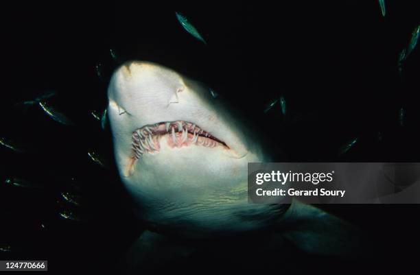 grey nurse shark (carcharias taurus), mouth, nsw, australia - requin tigre des sables photos et images de collection