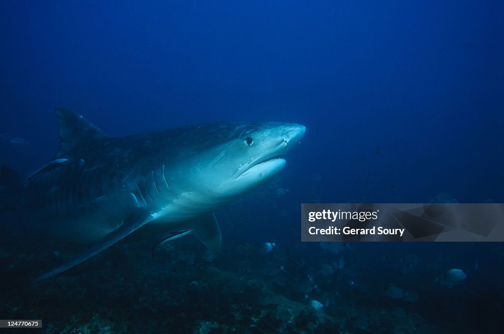 Tiger shark, galeocerdo cuvier, swimming, durban, south africa