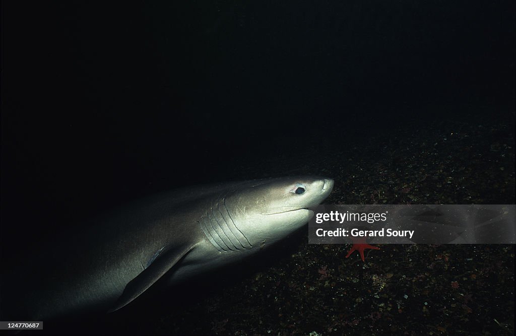 Sixgill shark,hexanchus griseus, swimming, vancouver is, bc, canada