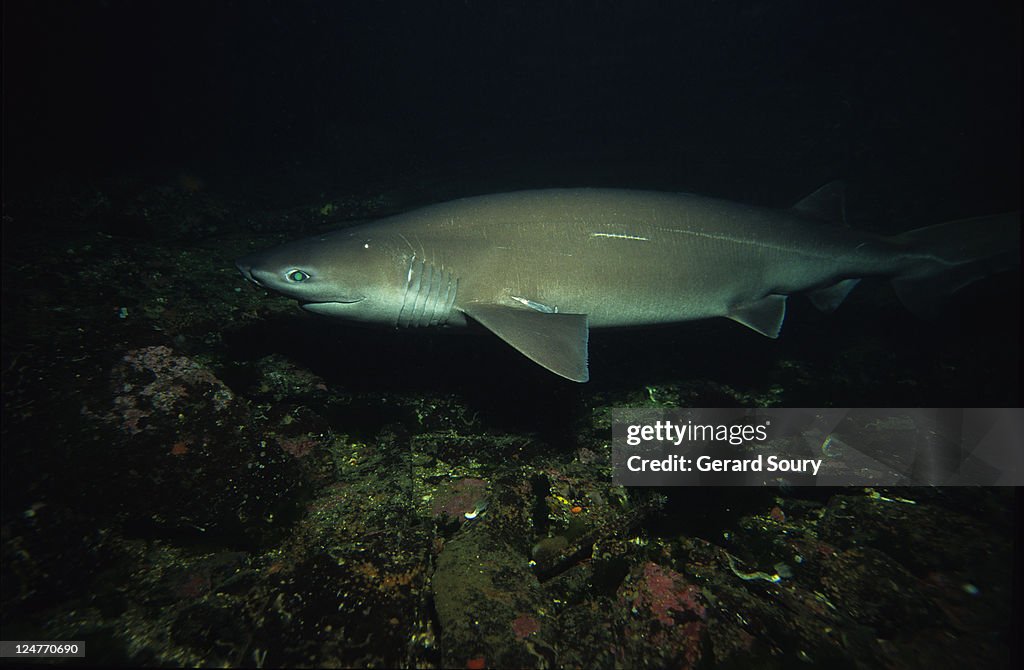 Sixgill shark,hexanchus griseus, swimming, vancouver is, bc, canada
