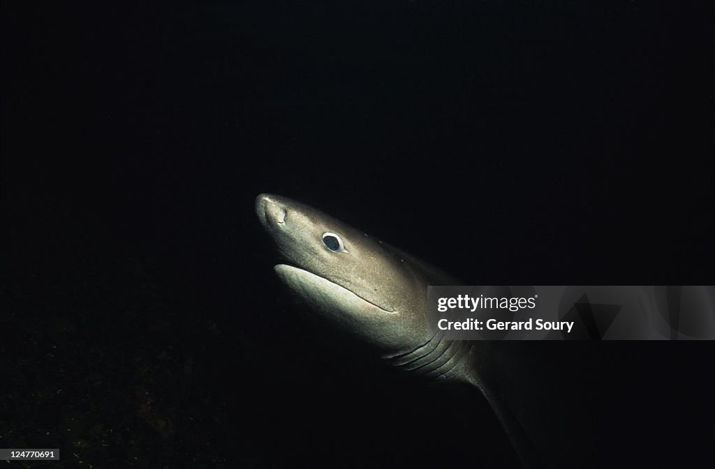Sixgill shark,hexanchus griseus, swimming, vancouver is, bc, canada