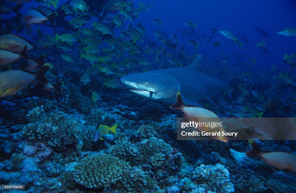 Lemon shark (Negaprion brevirostris) swimming, Moorea, Polynesia
