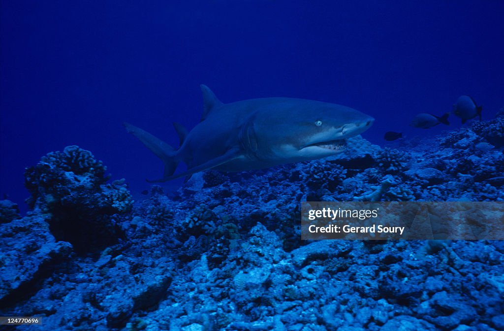 Lemon shark (Negaprion brevirostris) swimming, Moorea, Polynesia