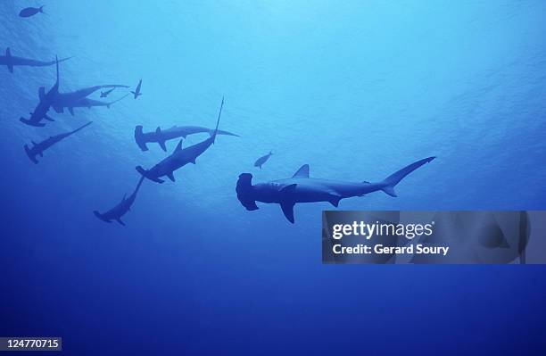 scalloped hammerhead shark,sphyrna lewini,group, sudan, red sea - 2004 fotografías e imágenes de stock